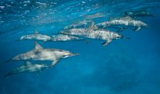 Delfincsapat
