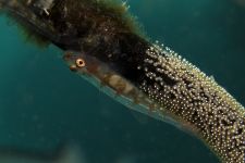 Ikrás pihenő
Ostorkorall géb pihen a már algásodó feketekorall ágon, amelyre egy kis korallsügér rakta le ikráit. (Maluku-tenger)