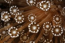 Virágállat
A virágállatokhoz tartozó kőkorallok polipjai gyakran csakugyan virágokra emlékeztetnek. Az Alveopora fajnál a „virágszirmokat” 12 tapogató alkotja és közepén a polipocska szájnyílása. (Sulu-tenger)