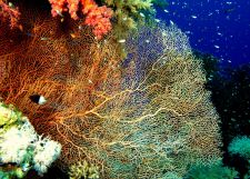 Korallfüggöny
