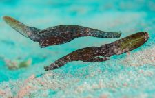 Nászpár
A Robust ghost pipefish-ek leginkább a nyít tengert kedvelik, mégis, van amikor a parkozeli, seklyebb vizekbe evickélnek, hogy itt egy új generáció lássa meg a napvilágot. Egyiptom.