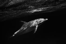 Csipkerózsika
A delfinek folyamatos mozgásban vannak. Ezért pihenni is csak különleges módon tudnak: egyik agyféltekéjük és fél szemük alszik csak egyszerre, úgy úszkálnak kisebb-nagyobb csapatokban körba-körbe.