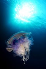 A 3 3295 meduza
Medúza
Vörös-tenger, Egyiptom
