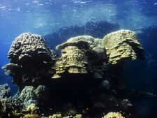 Korallfejek
